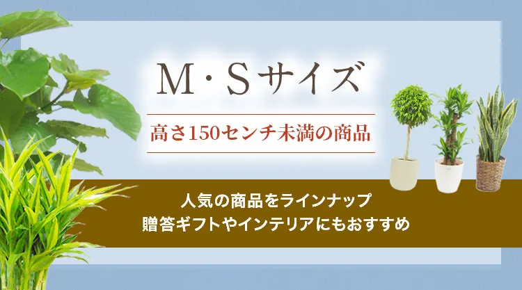 MSサイズ 全商品の観葉植物