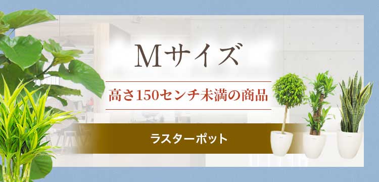 Mサイズ ラスターポット付の観葉植物