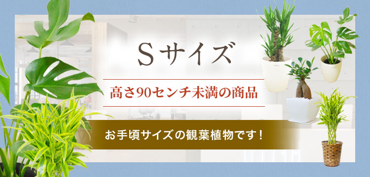 Sサイズ 全商品の観葉植物