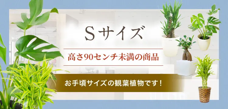 Sサイズ 全商品の観葉植物