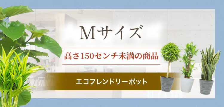 Mサイズ エコフレンドリーポットの観葉植物