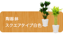 スタイリッシュ、陶器鉢スクエアタイプ白色