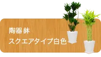 スタイリッシュ、陶器鉢スクエアタイプ白色