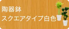 スタイリッシュ、陶器鉢スクエアタイプ白色