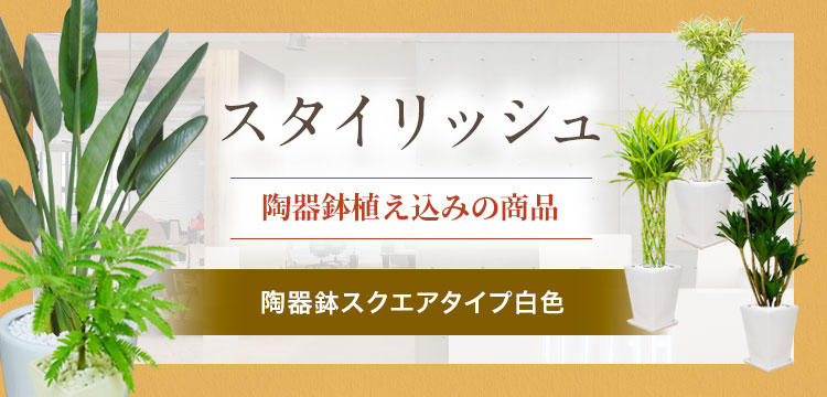スタイリッシュ 陶器鉢スクエアタイプ白色