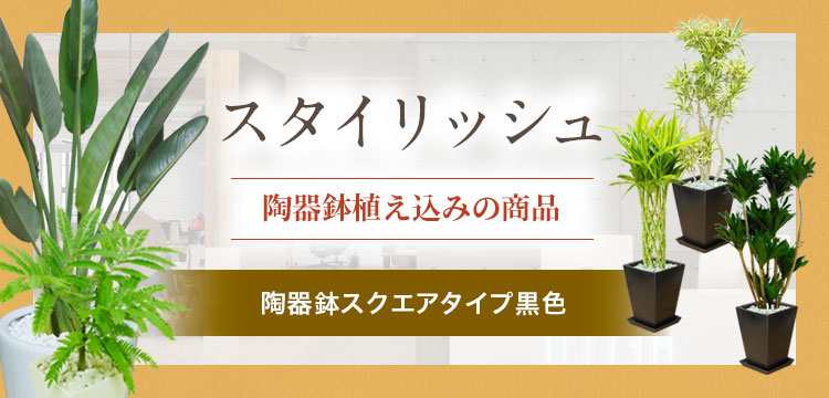 スタイリッシュ 陶器鉢スクエアタイプ黒色