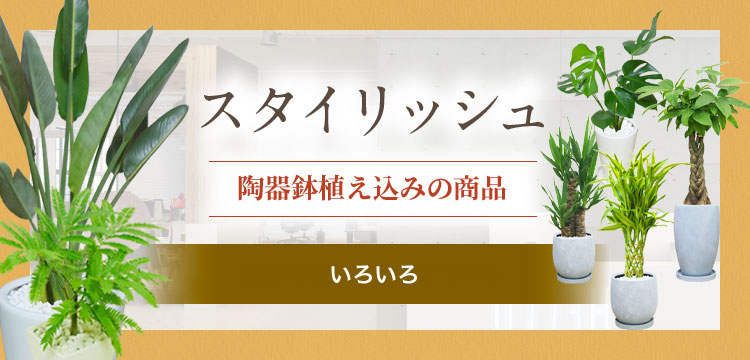 スタイリッシュ 陶器鉢いろいろ