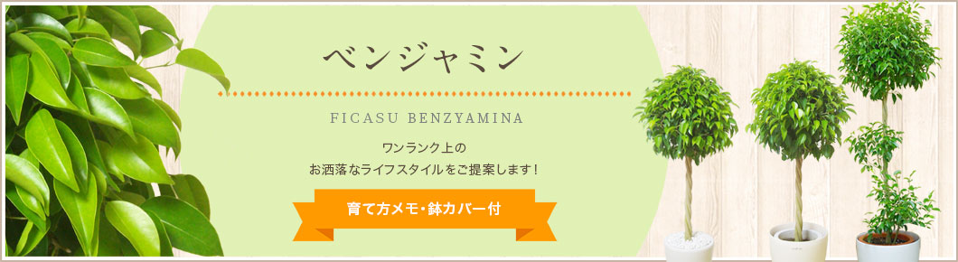 ベンジャミン、ガジュマル、育て方メモ・鉢カバー付