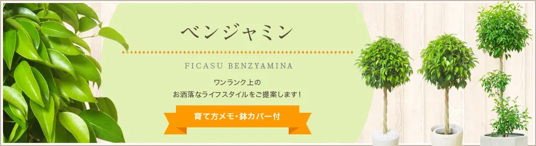 ベンジャミン、観葉植物。人気の商品をラインナップ。育て方メモ・鉢カバー付
