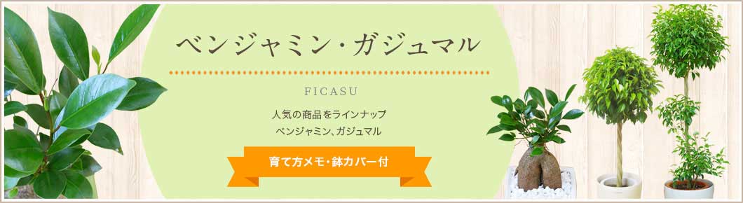 ベンジャミン、ガジュマル、育て方メモ・鉢カバー付