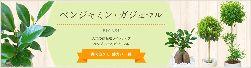 ベンジャミン、ガジュマル、育て方メモ・鉢カバー付