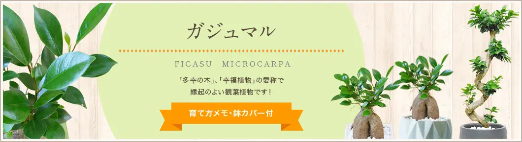ガジュマル、観葉植物。人気の商品をラインナップ。育て方メモ・鉢カバー付