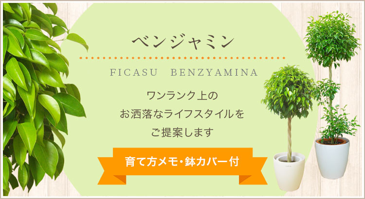 ベンジャミン、ガジュマル、育て方メモ・鉢カバー付