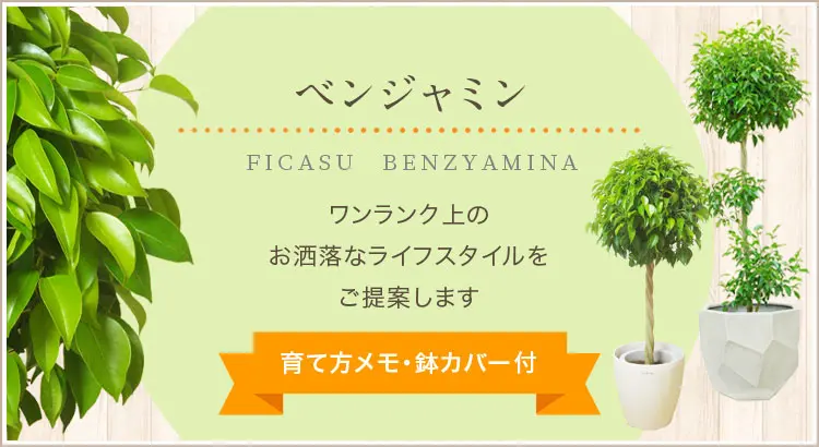 ベンジャミン、観葉植物。人気の商品をラインナップ。育て方メモ・鉢カバー付