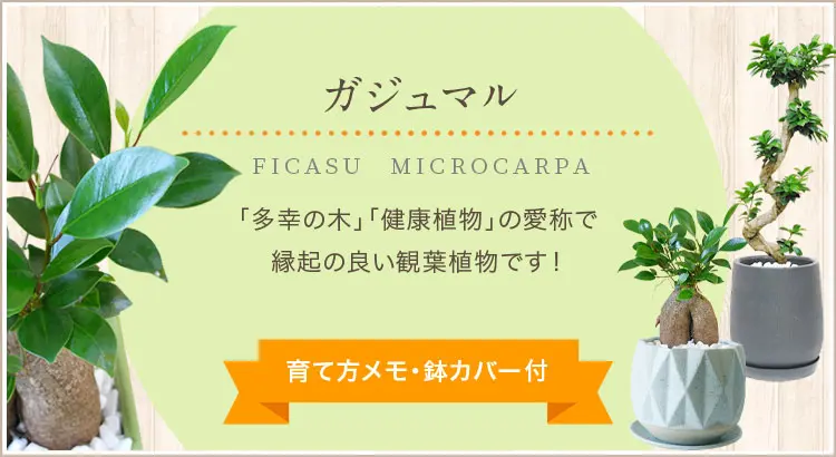 ガジュマル、観葉植物。人気の商品をラインナップ。育て方メモ・鉢カバー付