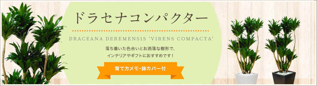 ソングオブインディア、ソングオブジャマイカ、ドラセナコンパクター、育て方メモ・鉢カバー付