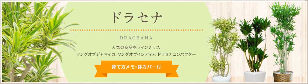 ソングオブインディア、ソングオブジャマイカ、ドラセナコンパクター、育て方メモ・鉢カバー付