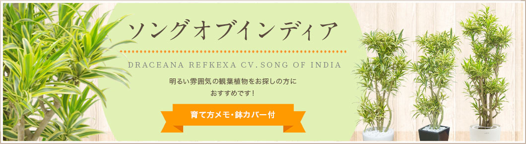 ソングオブインディア、ソングオブジャマイカ、ドラセナコンパクター、育て方メモ・鉢カバー付