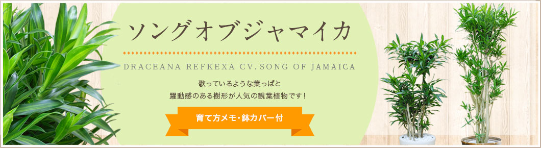 ソングオブインディア、ソングオブジャマイカ、ドラセナコンパクター、育て方メモ・鉢カバー付