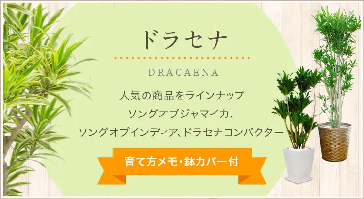 ソングオブインディア、ソングオブジャマイカ、ドラセナコンパクター、育て方メモ・鉢カバー付