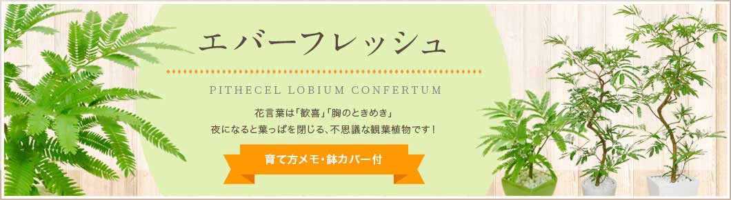 エバーフレッシュ、育て方メモ・鉢カバー付