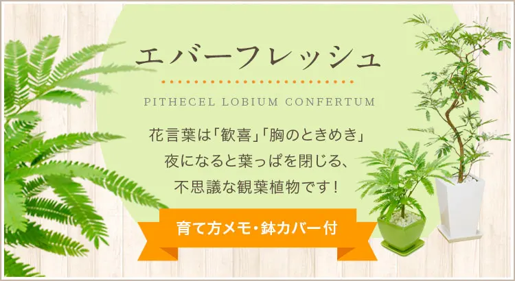 エバーフレッシュ、育て方メモ・鉢カバー付