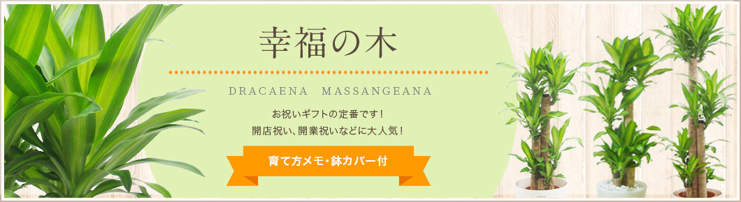 幸福の木、育て方メモ・鉢カバー付