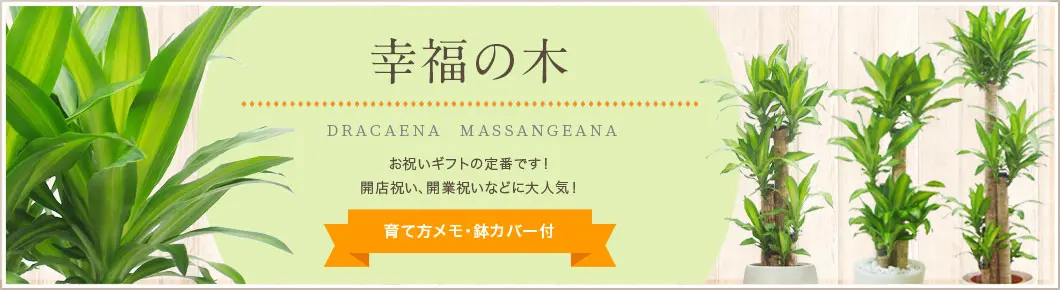 幸福の木、観葉植物。人気の商品をラインナップ。育て方メモ・鉢カバー付