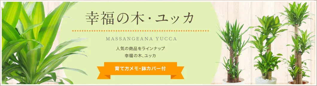 幸福の木、ユッカ、育て方メモ・鉢カバー付