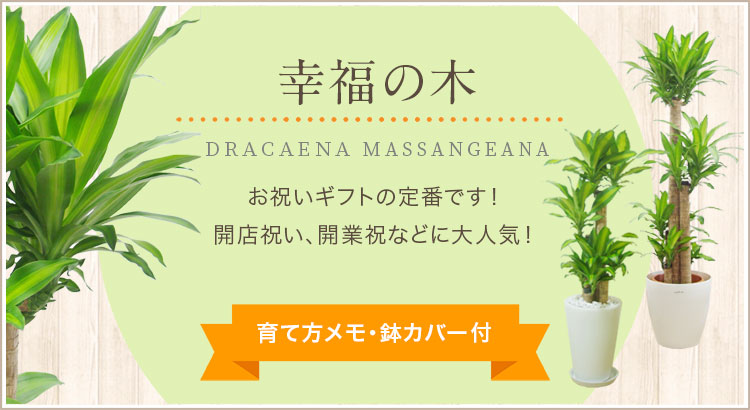 幸福の木、育て方メモ・鉢カバー付