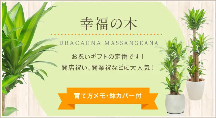 幸福の木、観葉植物。人気の商品をラインナップ。育て方メモ・鉢カバー付