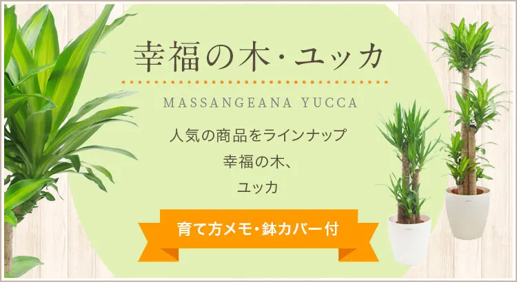 幸福の木、ユッカ、育て方メモ・鉢カバー付