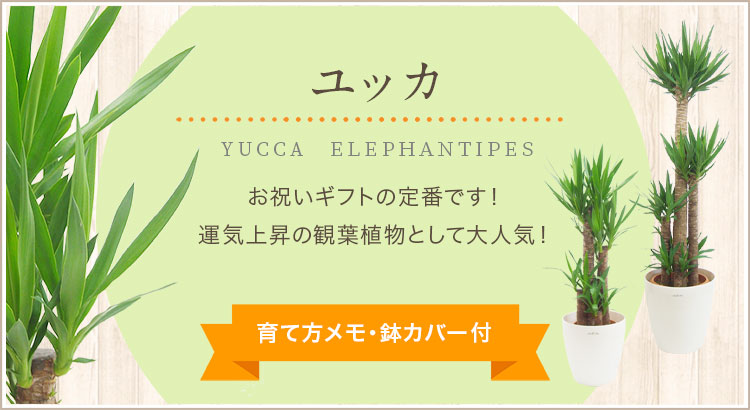 ユッカ、育て方メモ・鉢カバー付