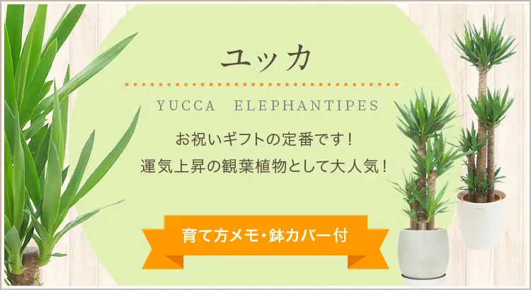 ユッカ、観葉植物。人気の商品をラインナップ。育て方メモ・鉢カバー付
