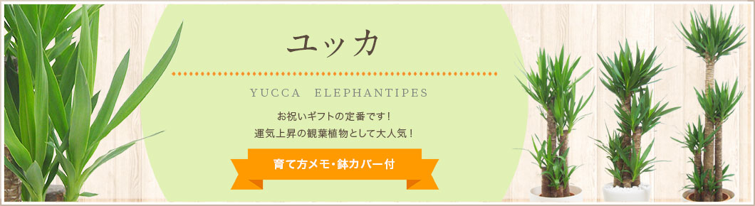 ユッカ、育て方メモ・鉢カバー付