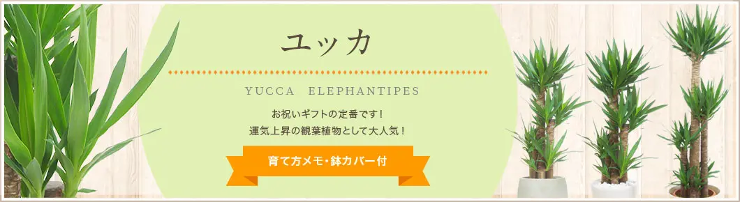 ユッカ、観葉植物。人気の商品をラインナップ。育て方メモ・鉢カバー付