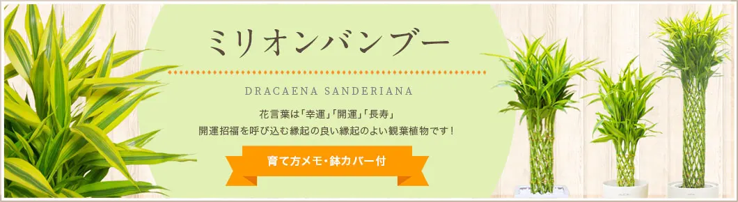 ミリオンバンブー、育て方メモ・鉢カバー付