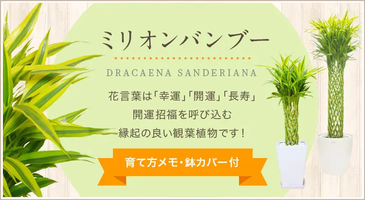 ミリオンバンブー、育て方メモ・鉢カバー付