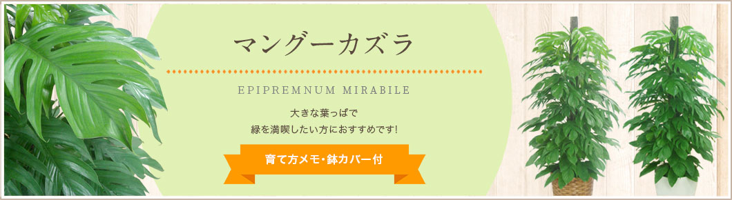 マングーカズラ、育て方メモ・鉢カバー付