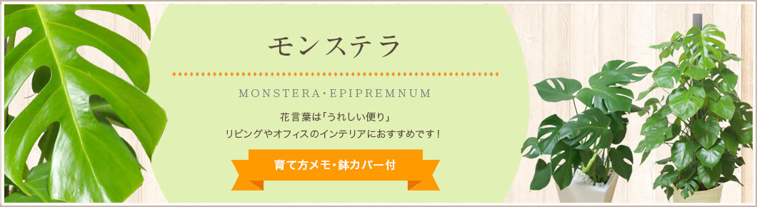 モンステラ、育て方メモ・鉢カバー付