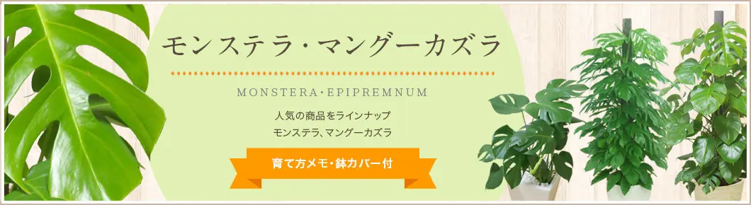 モンステラ、マングーカズラ、育て方メモ・鉢カバー付