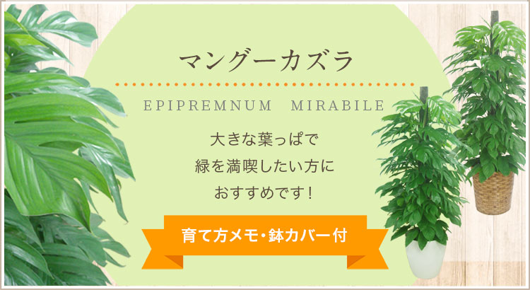 マングーカズラ、育て方メモ・鉢カバー付