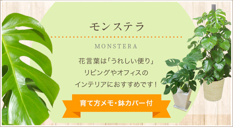 モンステラ、育て方メモ・鉢カバー付