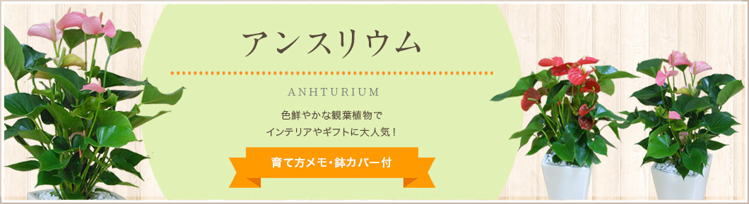 アンスリウム、育て方メモ・鉢カバー付