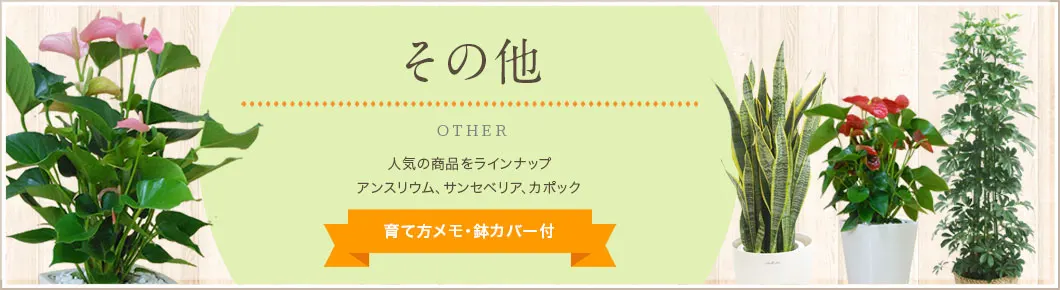 カポック、サンセベリア（トラノオ、虎の尾）、アンスリウム、育て方メモ・鉢カバー付