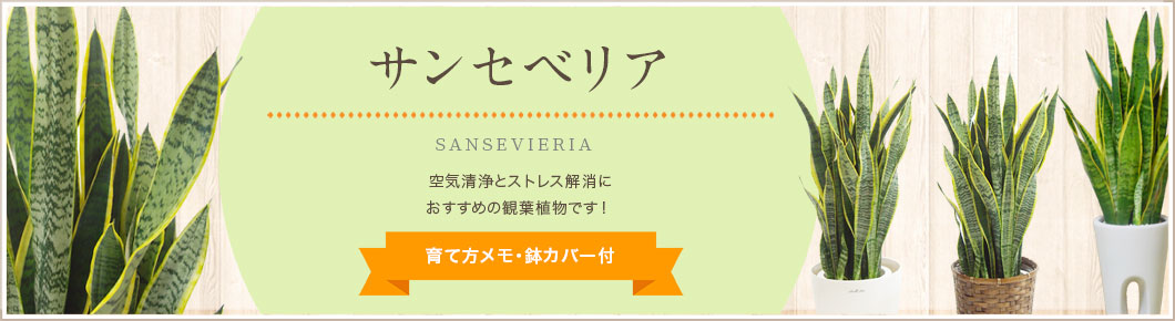 サンセベリア（トラノオ、虎の尾）、育て方メモ・鉢カバー付