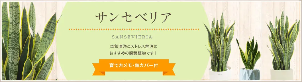 サンセベリア、観葉植物。空気清浄とストレス解消におすすめの観葉植物です。育て方メモ・鉢カバー付