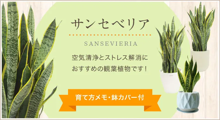 サンセベリア、観葉植物。空気清浄とストレス解消におすすめの観葉植物です。育て方メモ・鉢カバー付