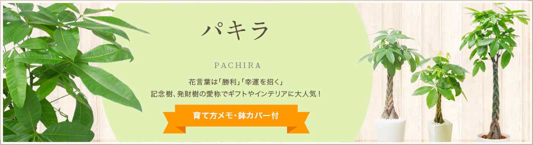 パキラ、育て方メモ・鉢カバー付