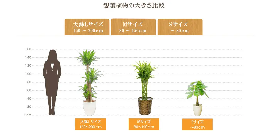 観葉植物の大きさ比較